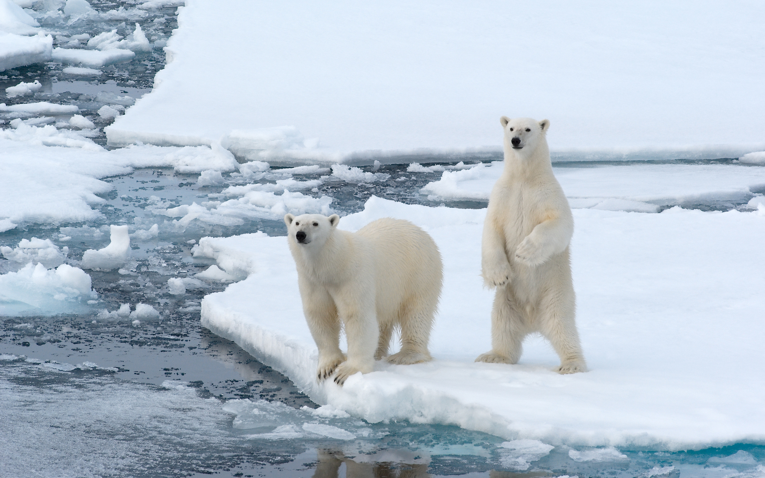 Медведи живут на севере. Белые медведи в Арктике. Арктика – Антарктика белый медведь. Карское море белый медведь. Белые медведи в Арктике или Антарктике.
